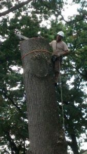 best tree service sussex nj