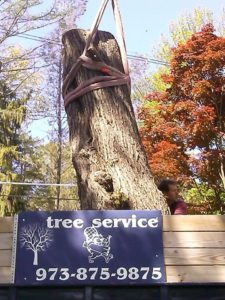 lodema tree service Rockaway