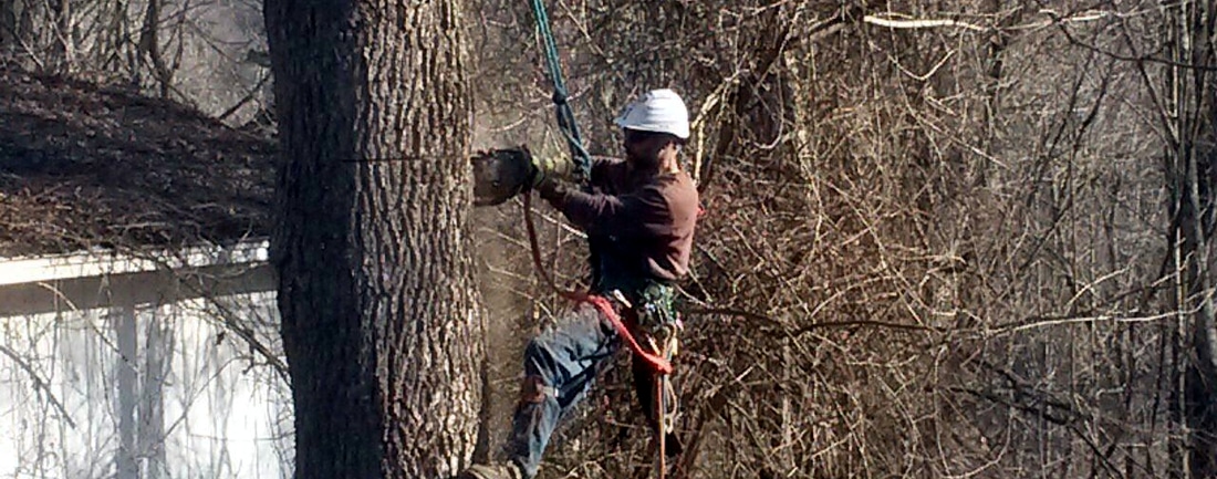 best tree removal in Sussex NJ area