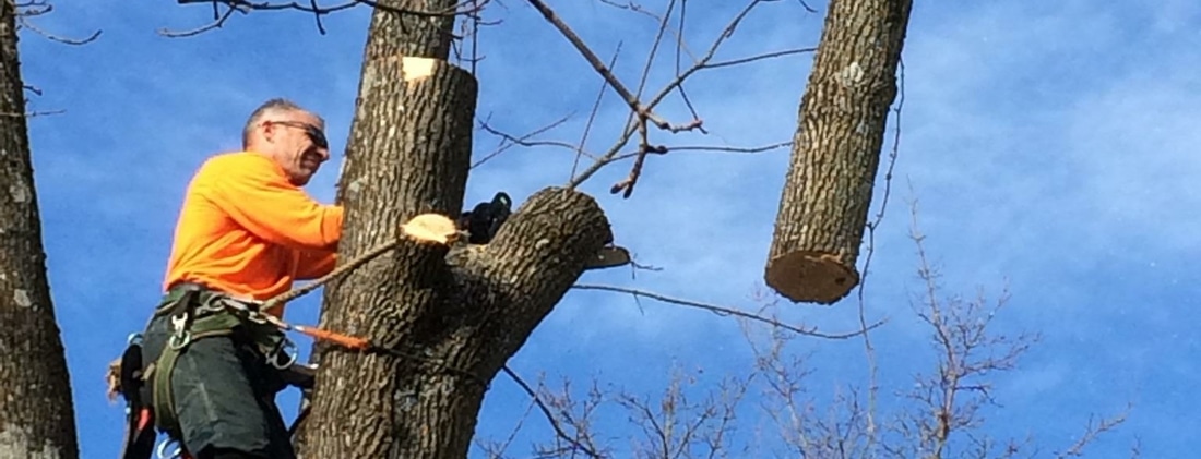 tree removal