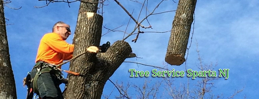 tree service and tree removal pros in Sparta NJ