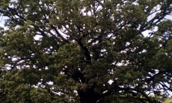 sick oak tree in New Jersey
