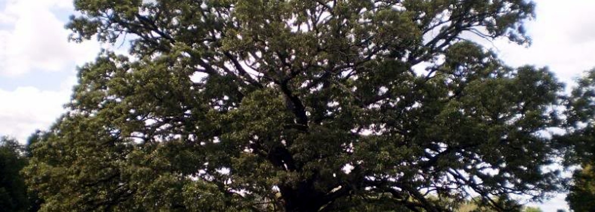 sick oak tree in new jersey