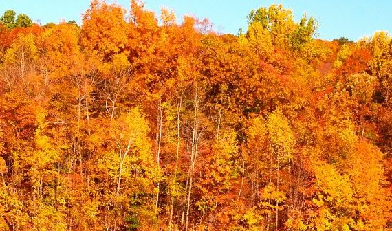 Tree Service Tips