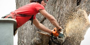 Tree Removal