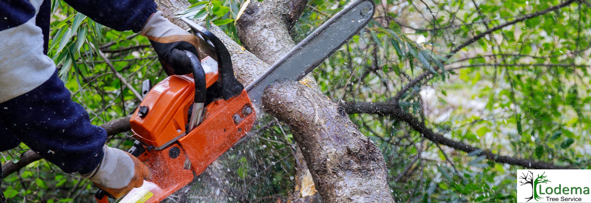 lodema tree service home